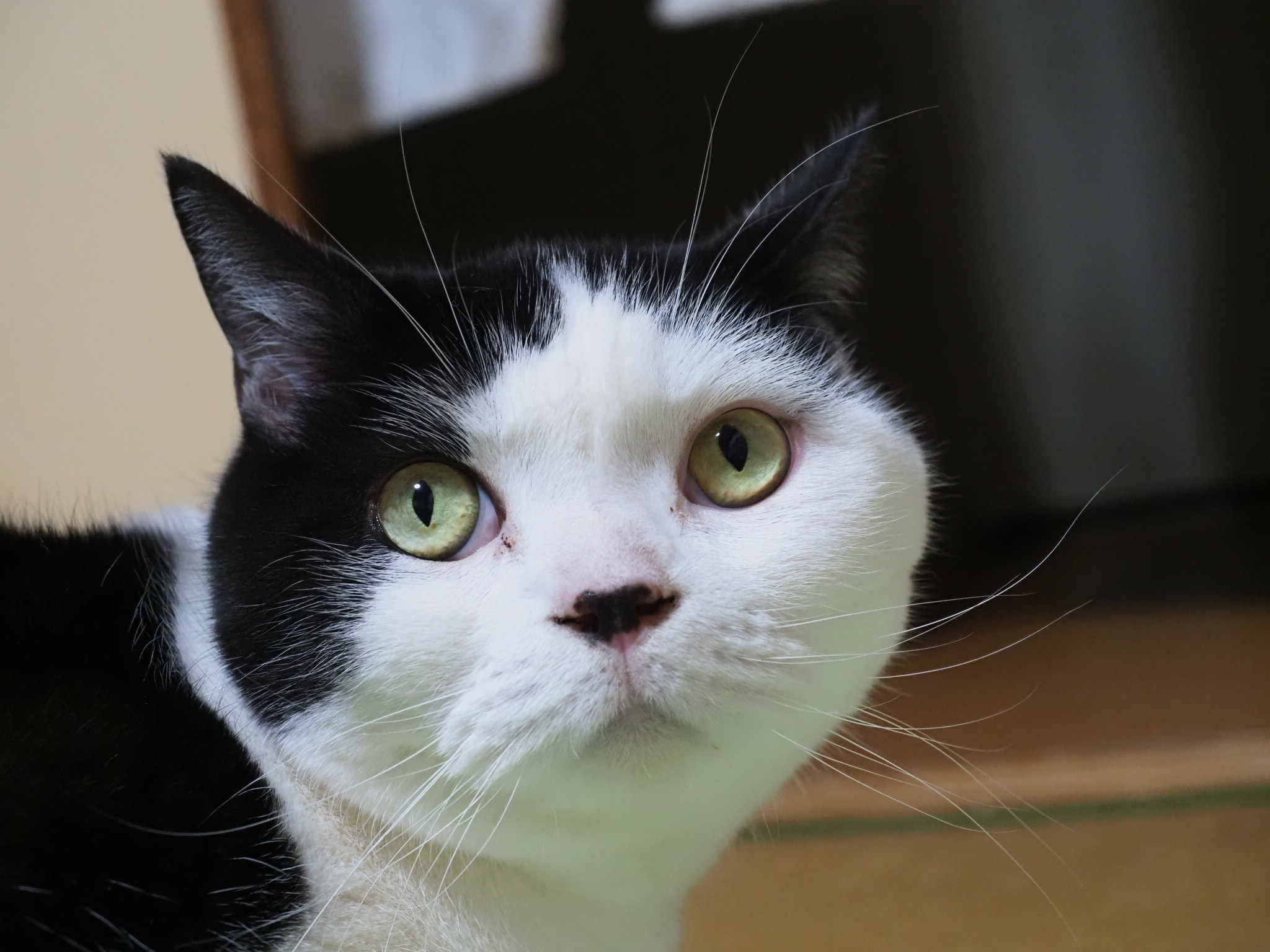 飼い主の病気を教えてくれた愛猫たまちゃんの不思議な行動