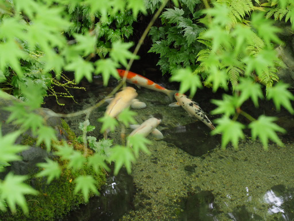 ​【完全版】白湯（さゆ）の知られざる10の効果！心身を整える最強の習慣